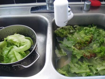 Hilo Lettuce